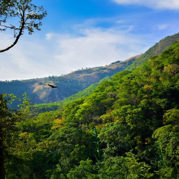 Nature scene with lush trees and a bird flying overhead.