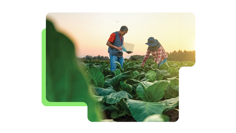 Two people examining crops in a green field.