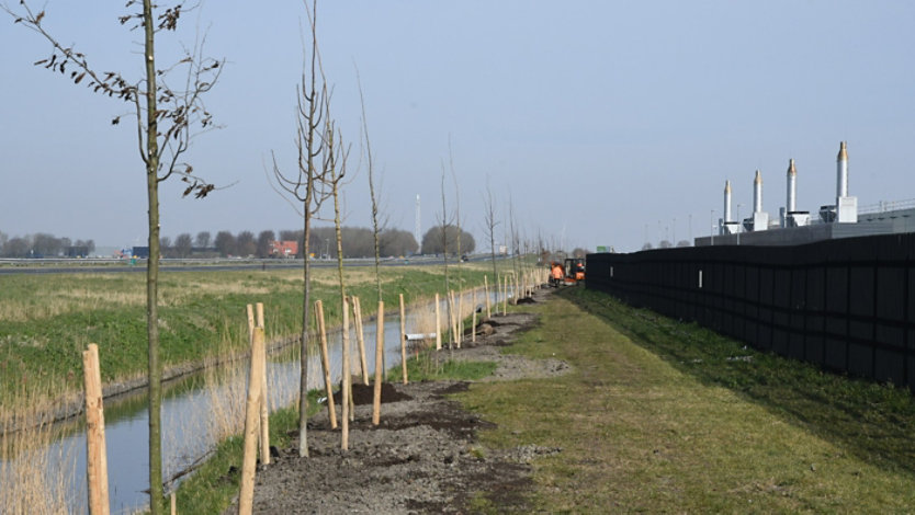 A line of young trees planted along a fence outside a datacenter.