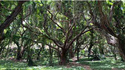 Image of trees with long inter-linked branches.