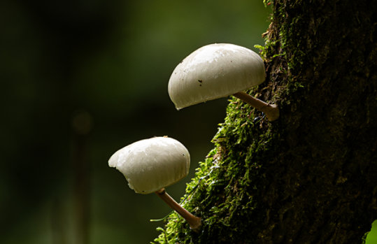 Two white mushrooms on a mossy tree.