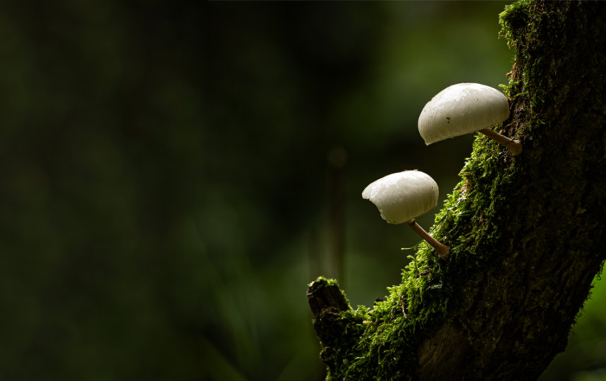 Two white mushrooms on a mossy tree branch, taken by Microsoft employee, Finnian Power. 
