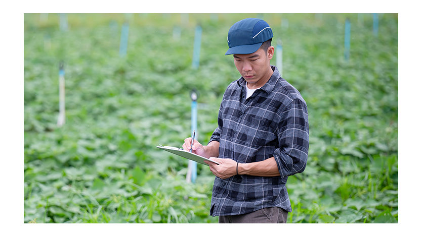 A man standing in a field of green crops taking notes on a tablet device.