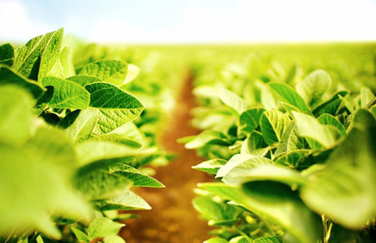 Close-up view of soybeans in a large farm.