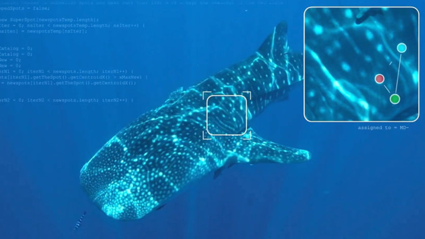 Underwater photo of a whale shark with a call-out featuring a zoomed in view of its skin patterning used to individually catalog sharks as part of the Wildbook for Sharks photo-identification library.