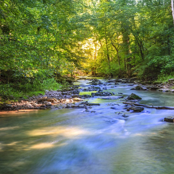 Sunlight shines off the water of a wide and rocky creek running through a lush green wooded area.