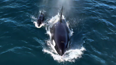 Two orcas swimming side by side through deep blue ocean water
