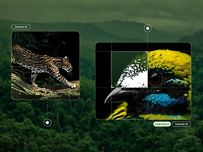 AI interface identifying a wildcat, colorful bird, and yellow frog from remote cameras in a rainforest environment.