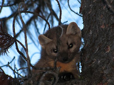 A Pacific marten peeks out from a tree in the woodland zoo park, set to benefit from AI-driven conservation efforts.
