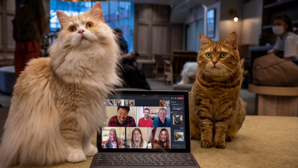 Two cats sitting next to a laptop that is displaying a Teams video call. 