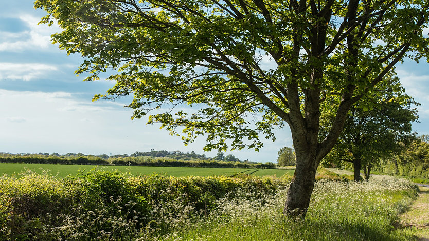 A tree grows in a green meadow during spring in the United Kingdom.