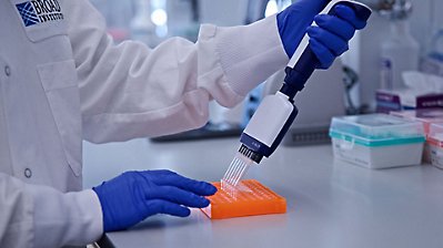 Scientist wearing blue gloves uses a multichannel pipette to transfer liquid samples into a laboratory microplate.
