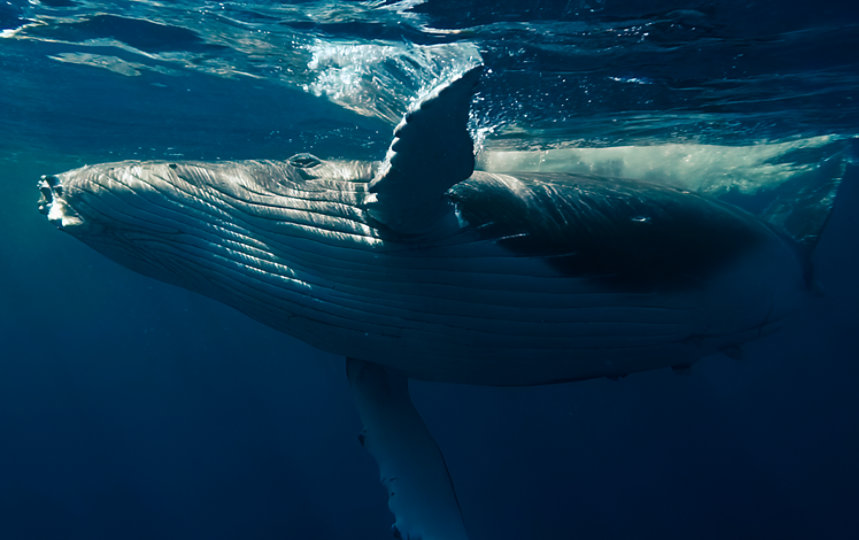 Una ballena jorobada.