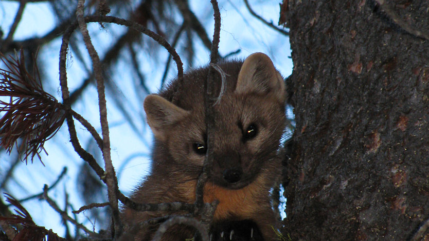 A Pacific marten peeks out from a tree in the woodland zoo park, set to benefit from AI-driven conservation efforts.