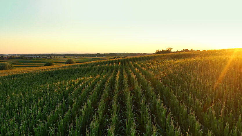 Early morning light washes across a cornfield.