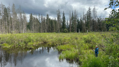 A forest wetlands landscape.