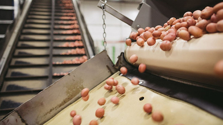 Potatoes are dropping on the washing belt in factory