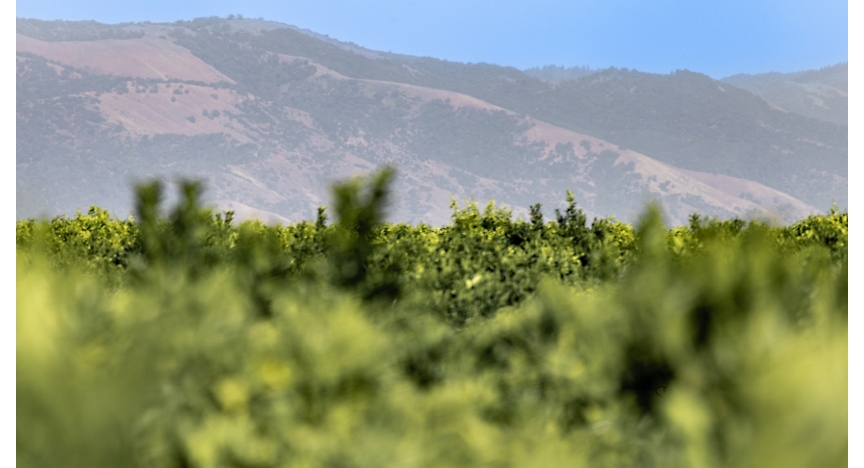 Blurred foreground of a vineyard with sharp focus on distant rolling hills under a clear blue sky.