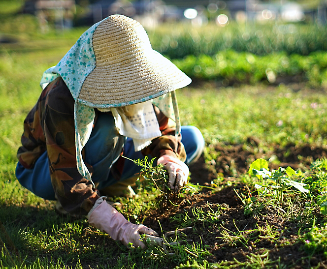 A person wearing a hat and gloves planting a plant
