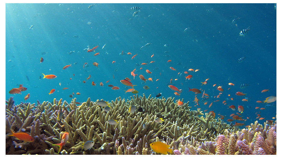 Colorful fish swim above coral reefs in a clear blue ocean.