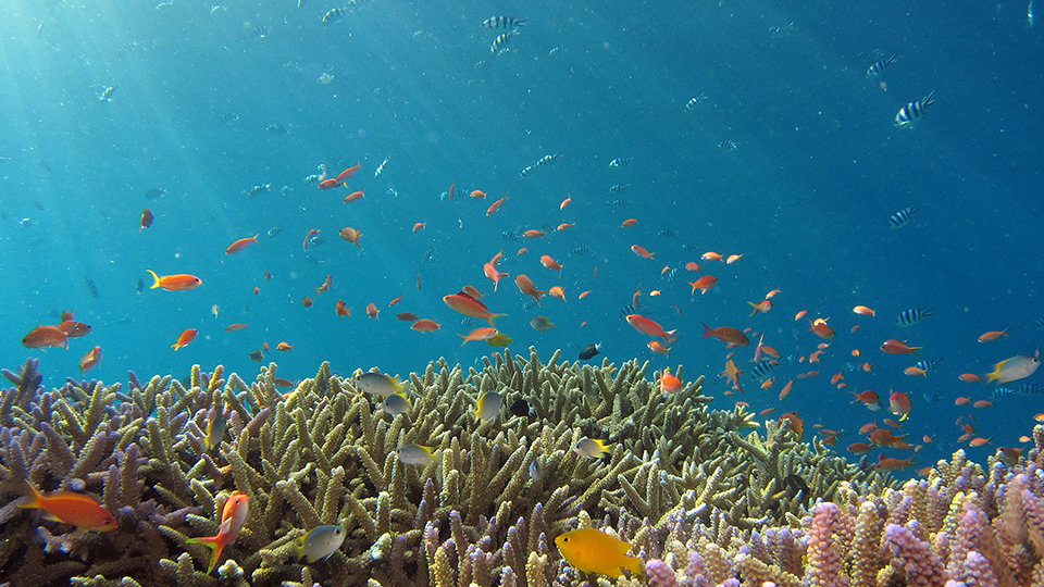 Colorful fish swim above coral reefs in a clear blue ocean.