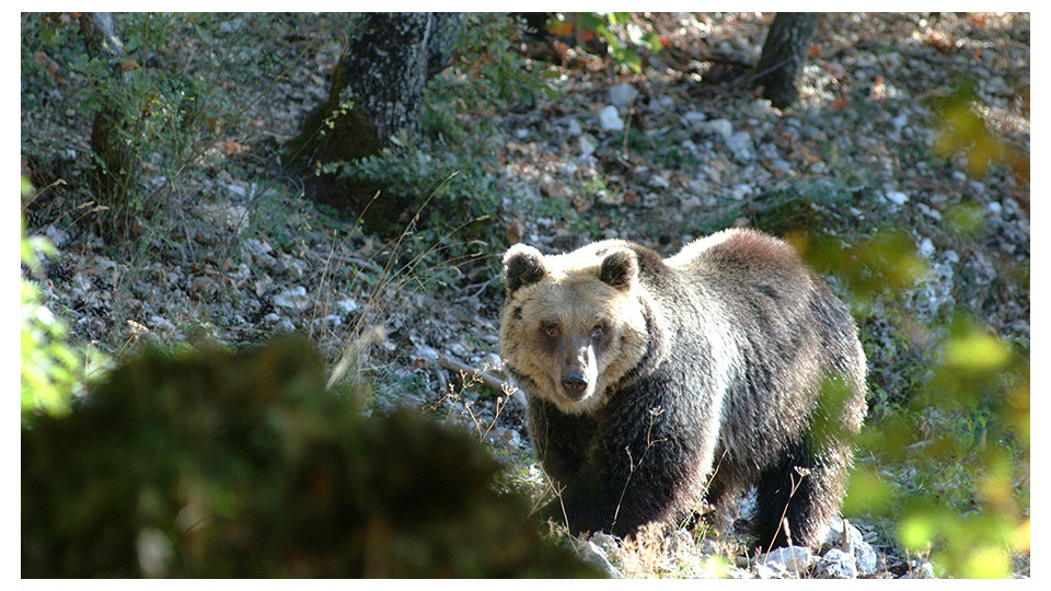 A brown bear in a sunlit forest clearing.