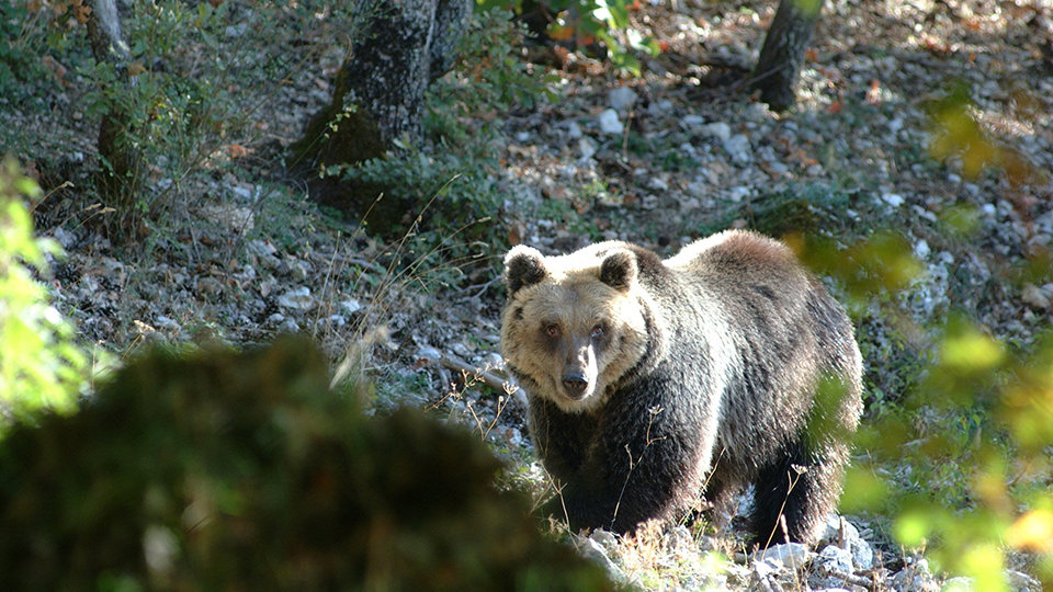 A brown bear in a sunlit forest clearing.