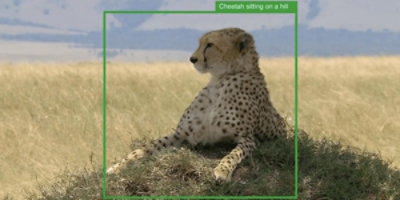 A cheetah sitting on a hill with alt text over it