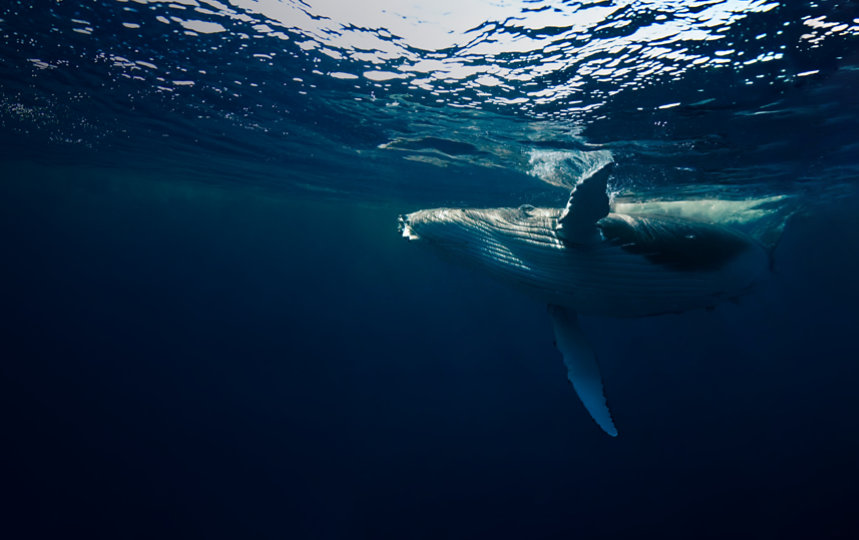 A humpback whale.