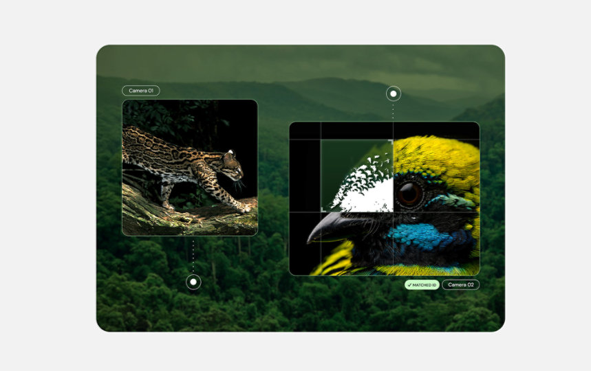 AI interface identifying a wildcat, colorful bird, and yellow frog from remote cameras in a rainforest environment.
