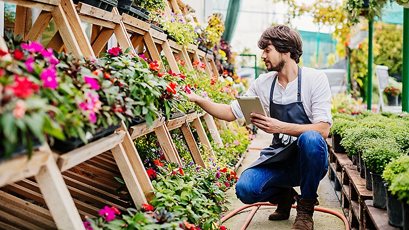 A man working in a plant nursery, checking on flowers while holding a tablet