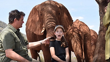 An adult and child interacting with two elephants.