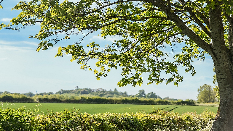 A landscape view of green fields and a large tree.