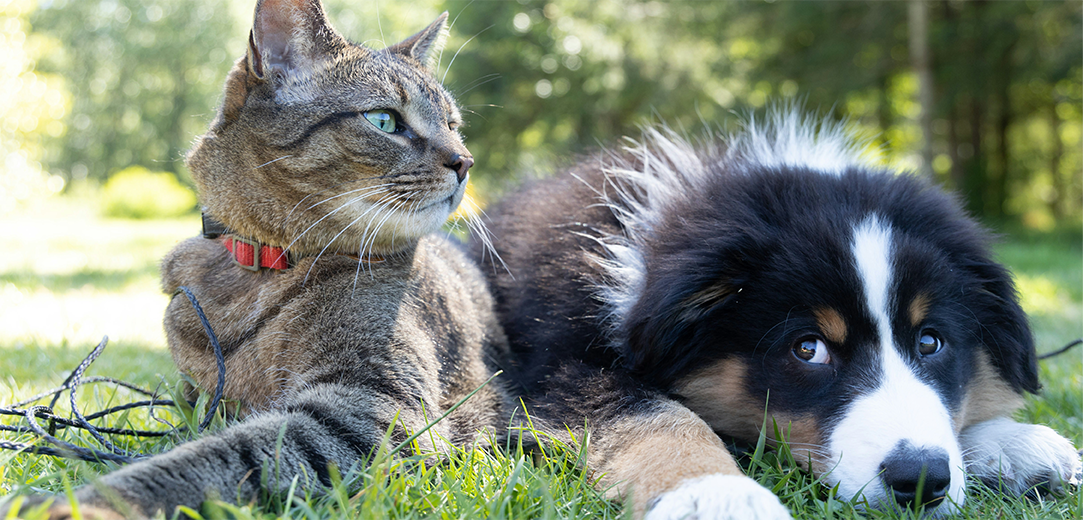 A dog and cat relaxing together in the grass of a park
