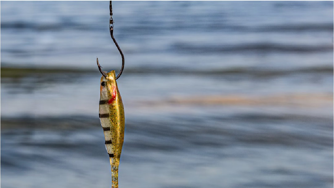 A fish hanging from a hook in the water, symbolizing a victim of a phishing attack