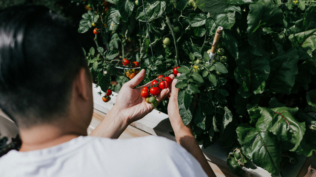 A person tending to their vegetable garden