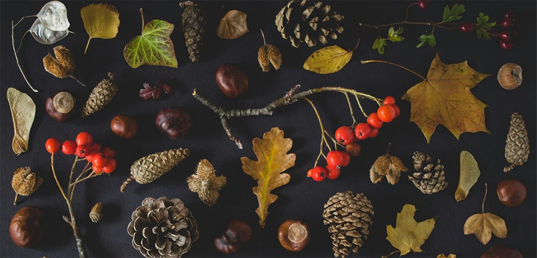 Autumn leaves, pinecones, acorns, and twigs on a dark background