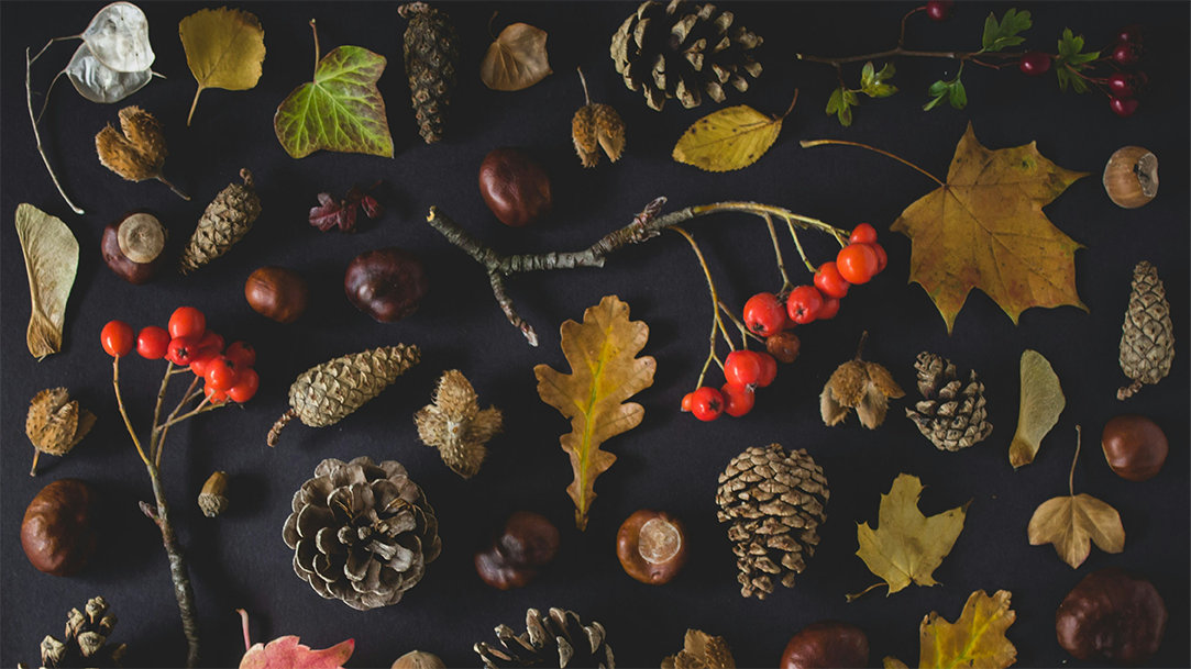 Autumn leaves, pinecones, acorns, and twigs on a dark background