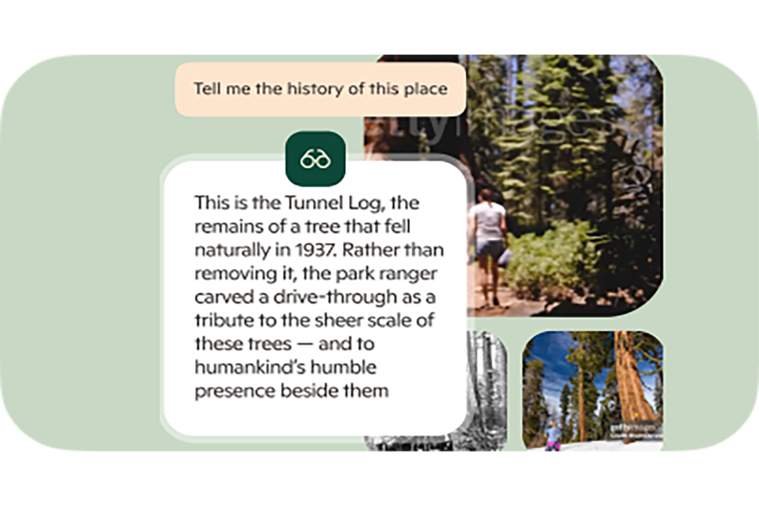 Copilot explains the history of Tunnel Log with images of giant sequoias and a carved tree tunnel, alongside a user query about the place