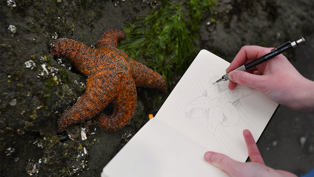 Hand sketching a sea star in a notebook beside a tide pool