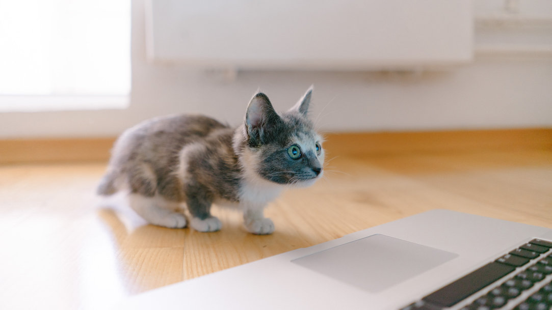 Kitten looking at computer