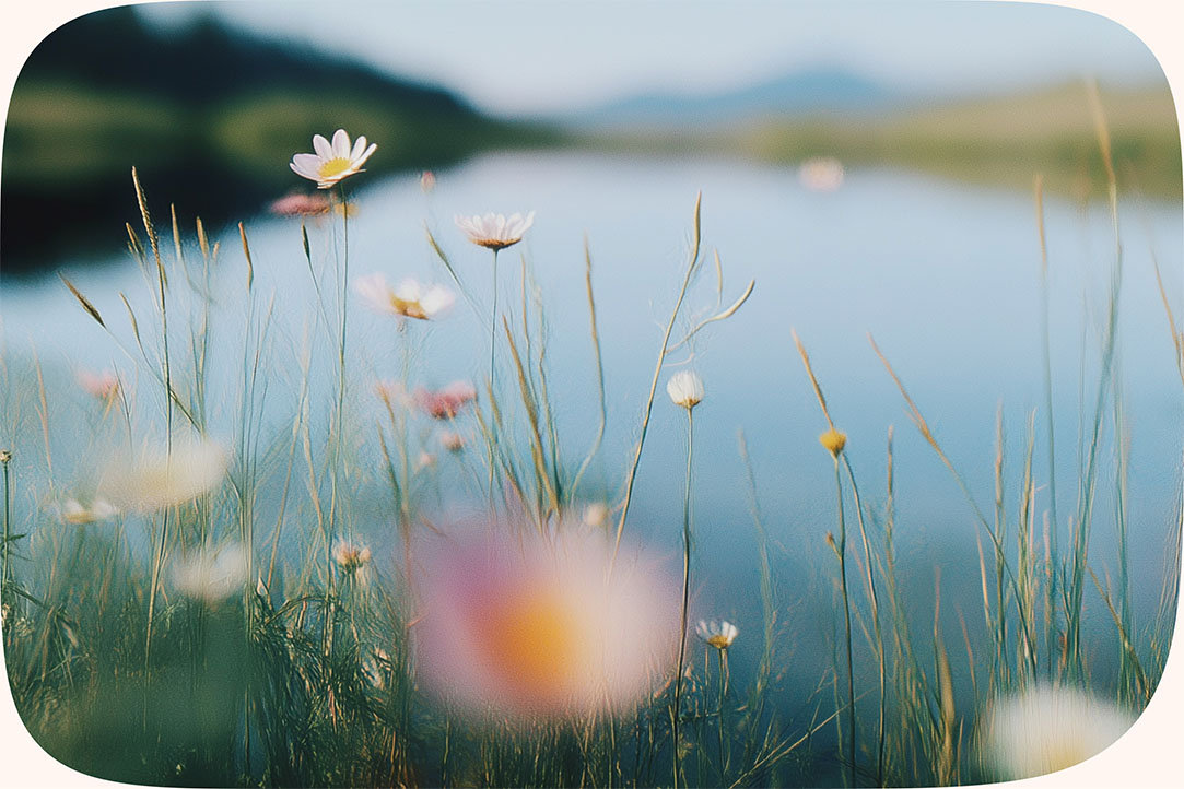Close up of several daises overlooking a lake and mountains