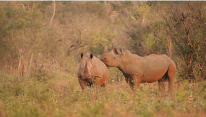 In a wildlife park, two rhinos stand next to each other.