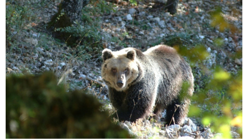 A Marsican brown bear in the wild.