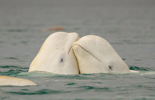 Two beluga whales embracing each other.