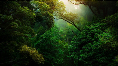 A close-up of a dark green forest.