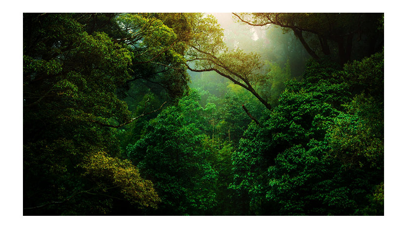A close-up of a dark green forest.