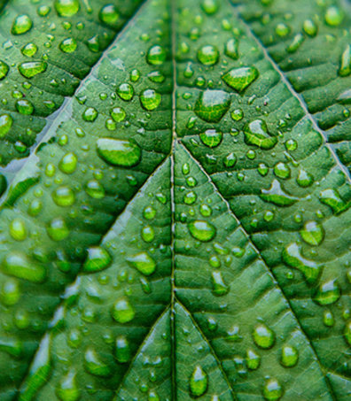 Water droplets glisten on the veined surface of a lush green leaf.