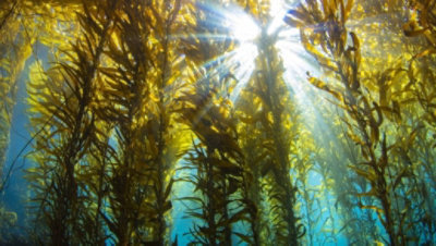 Sluneční svit prosvítající přes mořské řasy