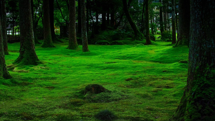 苔の生えた森の風景
